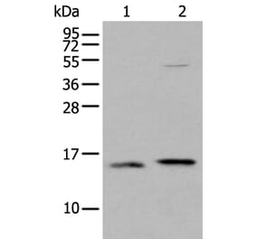 IFITM1 Antibody from Signalway Antibody (43734) - Antibodies.com