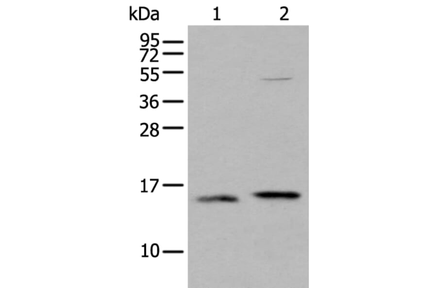 IFITM1 Antibody from Signalway Antibody (43734) - Antibodies.com
