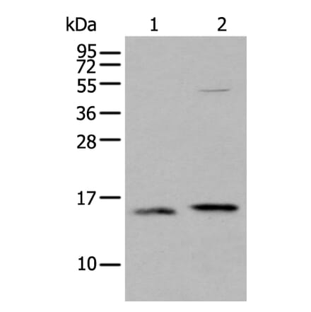 IFITM1 Antibody from Signalway Antibody (43734) - Antibodies.com