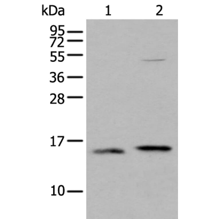 IFITM1 Antibody from Signalway Antibody (43734) - Antibodies.com