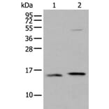 IFITM1 Antibody from Signalway Antibody (43734) - Antibodies.com
