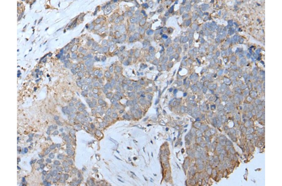 IFITM1 Antibody from Signalway Antibody (43734) - Antibodies.com