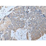 IFITM1 Antibody from Signalway Antibody (43734) - Antibodies.com