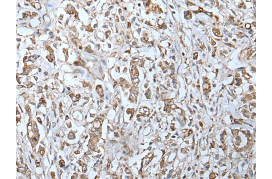 IFITM1 Antibody from Signalway Antibody (43734) - Antibodies.com