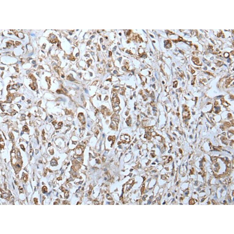 IFITM1 Antibody from Signalway Antibody (43734) - Antibodies.com