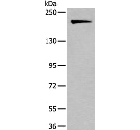 IQGAP1 Antibody from Signalway Antibody (43737) - Antibodies.com
