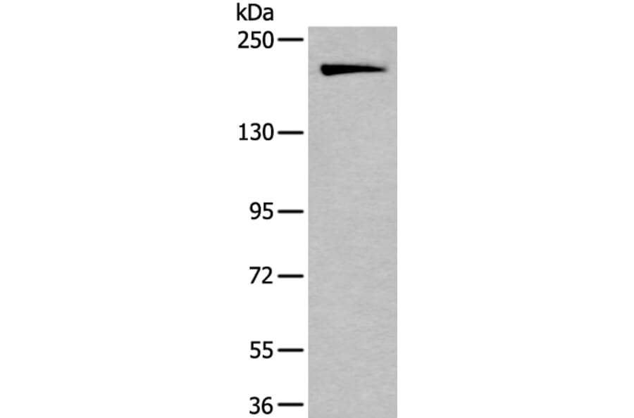 IQGAP1 Antibody from Signalway Antibody (43737) - Antibodies.com