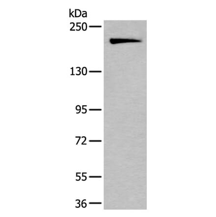 IQGAP1 Antibody from Signalway Antibody (43737) - Antibodies.com