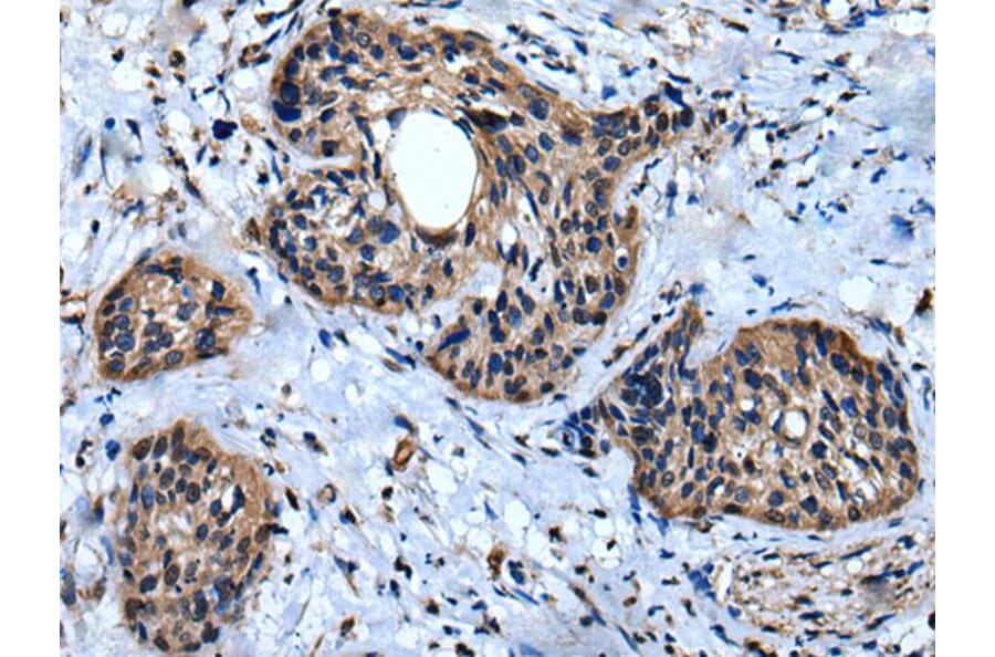 IQGAP1 Antibody from Signalway Antibody (43737) - Antibodies.com