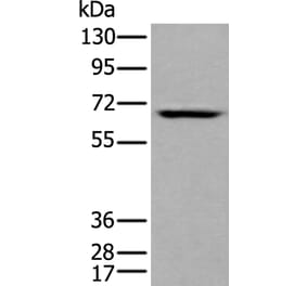 LILRB5 Antibody from Signalway Antibody (43739) - Antibodies.com