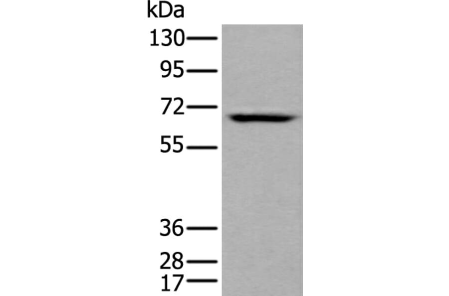 LILRB5 Antibody from Signalway Antibody (43739) - Antibodies.com