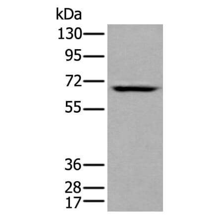 LILRB5 Antibody from Signalway Antibody (43739) - Antibodies.com