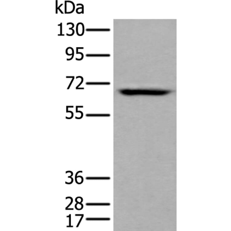 LILRB5 Antibody from Signalway Antibody (43739) - Antibodies.com