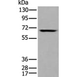 LILRB5 Antibody from Signalway Antibody (43739) - Antibodies.com