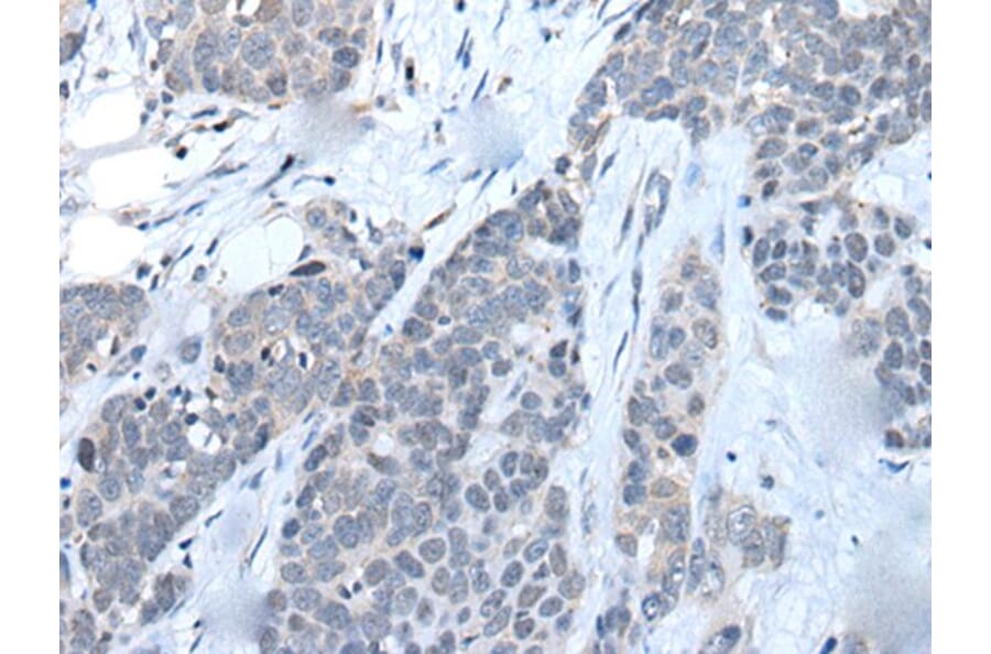LILRB5 Antibody from Signalway Antibody (43739) - Antibodies.com