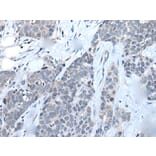 LILRB5 Antibody from Signalway Antibody (43739) - Antibodies.com