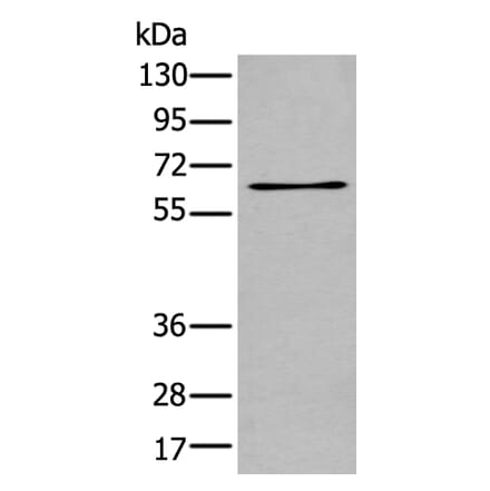 TCF7L1 Antibody from Signalway Antibody (43768) - Antibodies.com