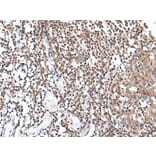 TCF7L1 Antibody from Signalway Antibody (43768) - Antibodies.com