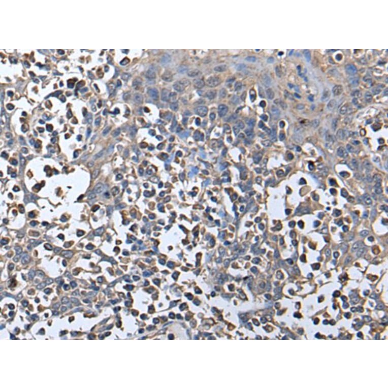 ZNHIT1 Antibody from Signalway Antibody (43881) - Antibodies.com