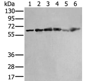 ZNF496 Antibody from Signalway Antibody (43890) - Antibodies.com