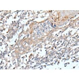 STARD4 Antibody from Signalway Antibody (43912) - Antibodies.com