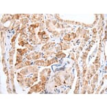 HOXC11 Antibody from Signalway Antibody (43932) - Antibodies.com