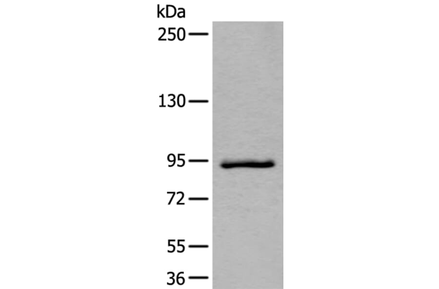 ZBTB10 Antibody from Signalway Antibody (43967) - Antibodies.com