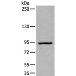 ZBTB10 Antibody from Signalway Antibody (43967) - Antibodies.com