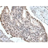 ZBTB10 Antibody from Signalway Antibody (43967) - Antibodies.com
