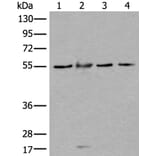WDSUB1 Antibody from Signalway Antibody (43977) - Antibodies.com