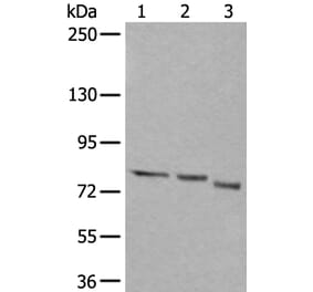 QSOX1 Antibody from Signalway Antibody (43528) - Antibodies.com