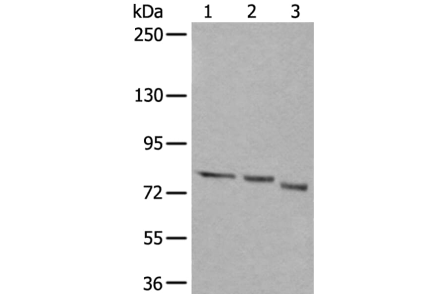 QSOX1 Antibody from Signalway Antibody (43528) - Antibodies.com