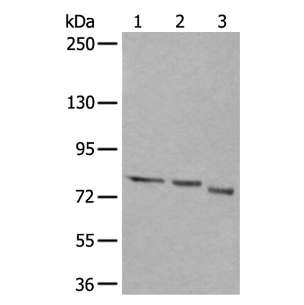 QSOX1 Antibody from Signalway Antibody (43528) - Antibodies.com