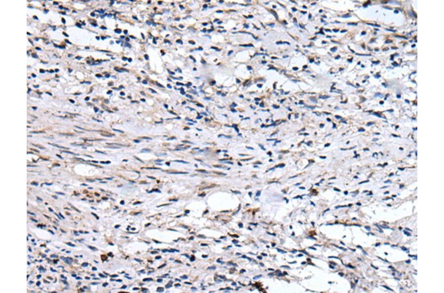 QSOX1 Antibody from Signalway Antibody (43528) - Antibodies.com