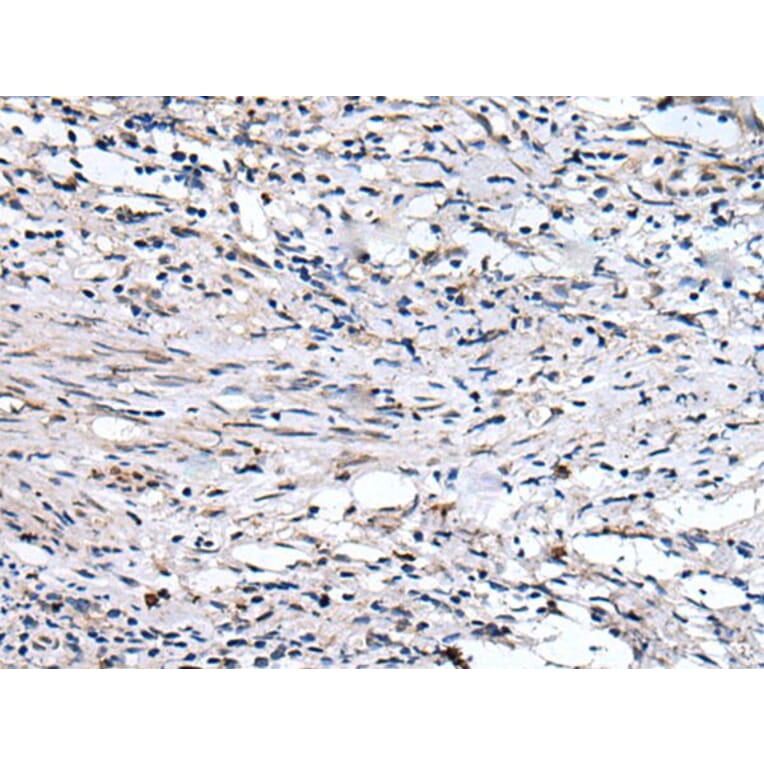 QSOX1 Antibody from Signalway Antibody (43528) - Antibodies.com