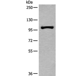 HELLS Antibody from Signalway Antibody (43539) - Antibodies.com