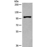 HELLS Antibody from Signalway Antibody (43539) - Antibodies.com