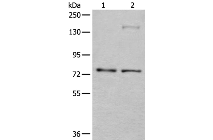 ATF6B Antibody from Signalway Antibody (43545) - Antibodies.com