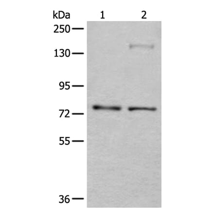 ATF6B Antibody from Signalway Antibody (43545) - Antibodies.com