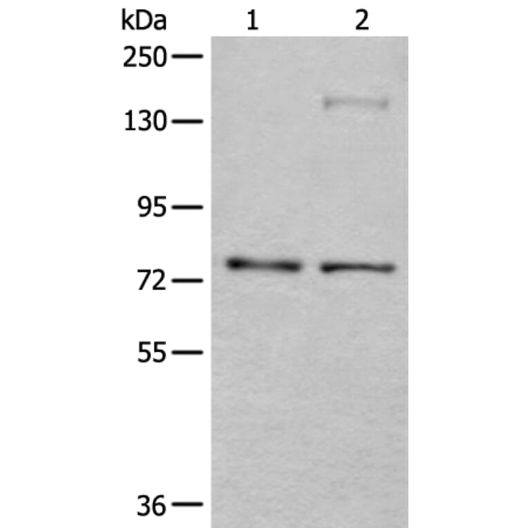 ATF6B Antibody from Signalway Antibody (43545) - Antibodies.com