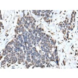ATF6B Antibody from Signalway Antibody (43545) - Antibodies.com