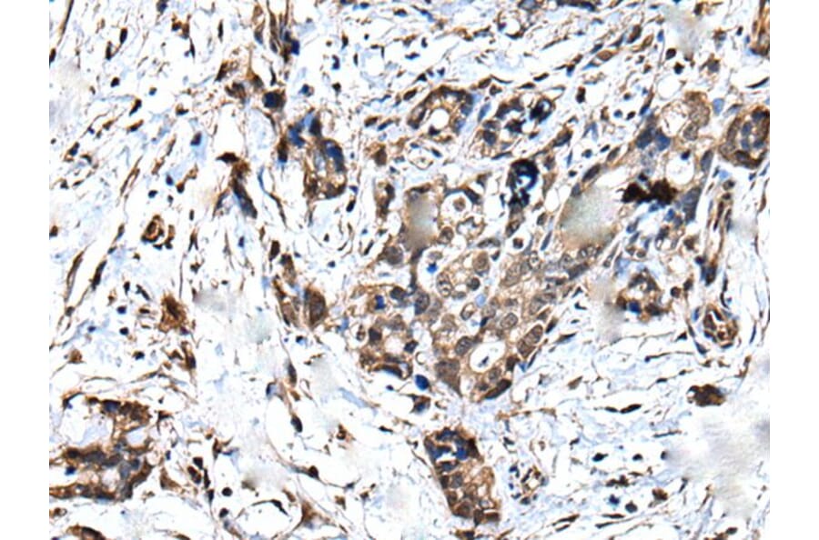 ATF6B Antibody from Signalway Antibody (43545) - Antibodies.com