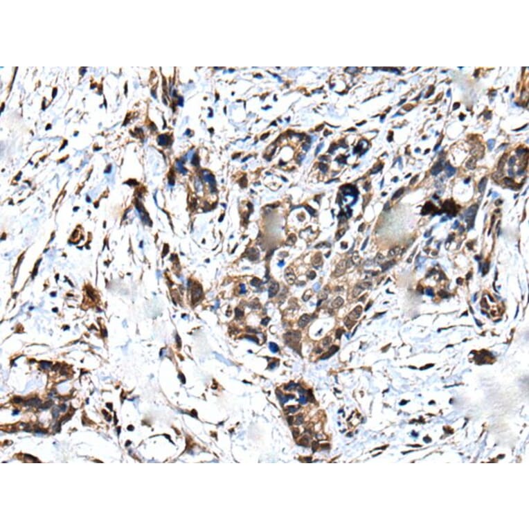 ATF6B Antibody from Signalway Antibody (43545) - Antibodies.com