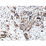 ATF6B Antibody from Signalway Antibody (43545) - Antibodies.com