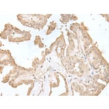 HDHD2 Antibody from Signalway Antibody (43563) - Antibodies.com