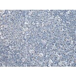 LASP1 Antibody from Signalway Antibody (43565) - Antibodies.com