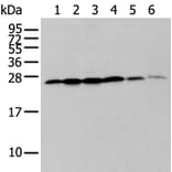 ZMAT2 Antibody from Signalway Antibody (43571) - Antibodies.com