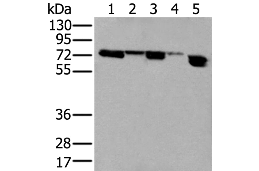 NELFA Antibody from Signalway Antibody (43591) - Antibodies.com