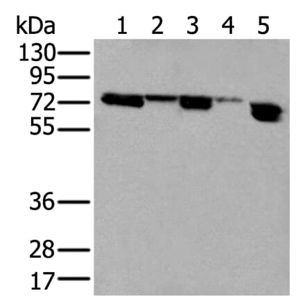 NELFA Antibody from Signalway Antibody (43591) - Antibodies.com