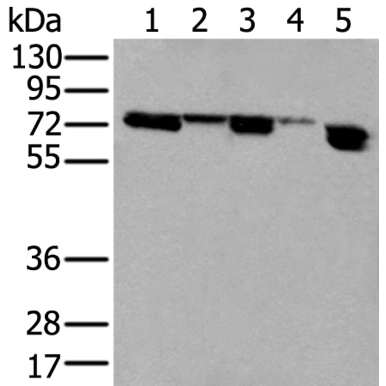 NELFA Antibody from Signalway Antibody (43591) - Antibodies.com